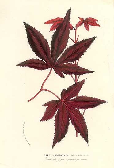 Japanese Maple, Acer Palmatum fol. Astropurpureis, From Horto Van Houtteano, circa 1855 Japanese Maple Leaves, Japanese Maple Tree, Acer Palmatum, Leaf Drawing, Japanese Maple, Tree Tattoo, Maple Leaves, Gracie Oaks, Canvas Home