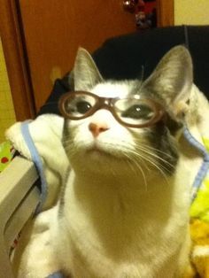 Gatos Cool, Silly Kitties, Cats Pictures, Silly Cats Pictures, Mia 3, Cat Icon, Wearing Glasses, Silly Animals, Funny Cute Cats