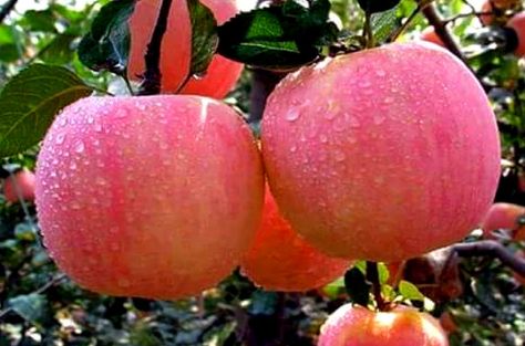 Garlic Jam, Bonsai Apple Tree, Apple Tree From Seed, Fuji Apple, Apple Seeds, Pink Apple, Tree Seeds, Apple Fruit, Fresh Apples