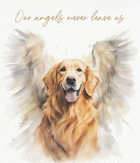 Dog With Angel Wings Drawing, Losing A Pet Quotes, Golden Retriever Illustration, Pets Illustration, Heaven Painting, Perros Golden Retriever, Angel Wings Drawing, Labrador Retriever Art, Miss My Dog