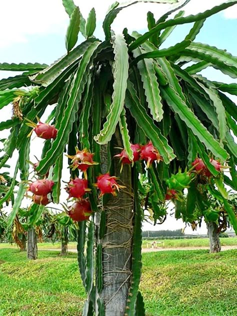 Plantas fáceis de cuidar – Parte 6 Como Plantar Pitaya, How To Grow Dragon Fruit, Dragon Fruit Tree, Dragon Fruit Cactus, Dragon Fruit Plant, Fruit Growing, Buah Naga, Thanh Long, Cactus Planta