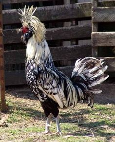 BEAUTIFUL  polish chicken breed   WANT the BLACK body pure white head ones!! <3 Polish Chickens Breed, Largest Chicken Breed, Rare Chicken Breeds, Heritage Chickens, Brahma Chicken, Polish Chicken, Chicken Images, Types Of Chickens, Fancy Chickens