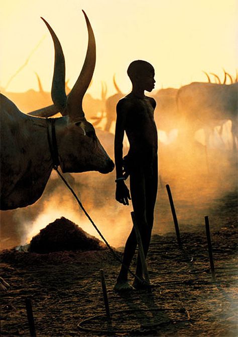 Dinka: Photo Series by Carol Beckwith & Angela Fisher | Inspiration Grid | Design Inspiration #art #photography #nature #sunsets Photo Exhibit, Afrikaanse Kunst, African People, Out Of Africa, A Cow, Foto Art, Maasai, Photo Series, African Safari