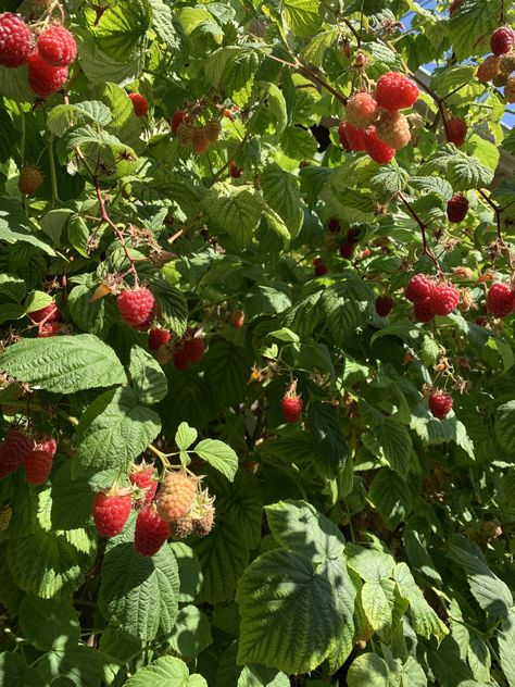 Berry Garden, Strawberry Girl, Berry Picking, Wild Strawberries, Dream Garden, Strawberries, Scents, Berry, Cottage