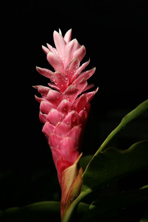 Torch Ginger, Pink Ginger, Painting Images, Ginger Flower, Flower Identification, Gum Paste Flowers, Tropical Garden, Gum Paste, Event Styling