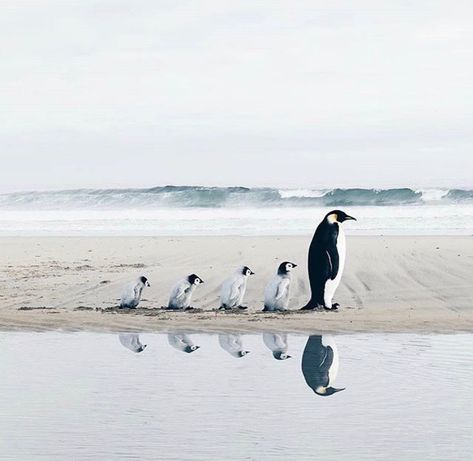 There is something odly satisfying about the picture of a parent penguin and a line of adorable baby penguins Group Of Penguins, A Group, Penguins, Water