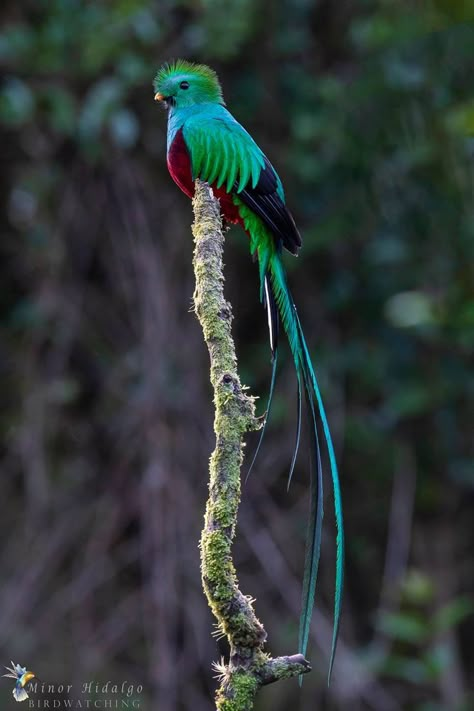 Resplendent Quetzal (Pharomachrus mocinno), Paraiso del Quetzal lodge Quetzal Tattoo, Resplendent Quetzal, Jungle Birds, Animal Jungle, Nocturnal Birds, Beast Creature, Rare Species, Most Beautiful Animals, Types Of Animals