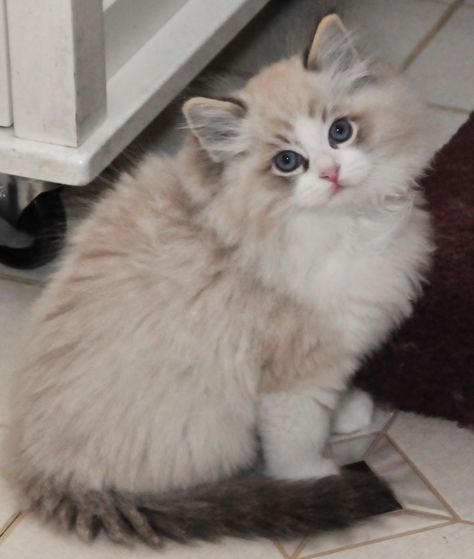 4 Cats, Ragdoll Kittens, Siamese Kittens, Ragdoll Kitten, Cat Facts, Ragdoll Cat, Cute Cats And Kittens, Cute Kittens, Beautiful Cat