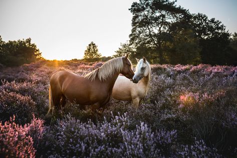 Beautiful Flower Field, Horse Couple, Horses Photography, Photography Reference, Flowers Field, Horse Wallpaper, Two Horses, A Beautiful Flower, Majestic Horse