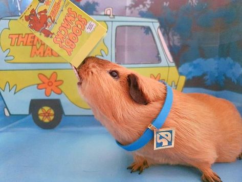 Gunia Pigs, Scooby Dooby Doo, Funny Pictures Of Animals, Gunnie Pigs Cute, Animals In Clothes, Capybara Meme, Guinea Pig Costumes, Guniea Pigs Cute, Guinea Pigs Funny