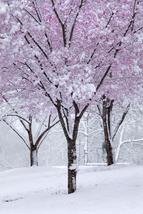 Explore j.mayfield's photos on Flickr. j.mayfield has uploaded 443 photos to Flickr. Finding Neverland, Spring Snow, Winter Schnee, Tree Winter, Nature Spring, Sakura Tree, Winter Nature, Snowy Winter, Pink Trees