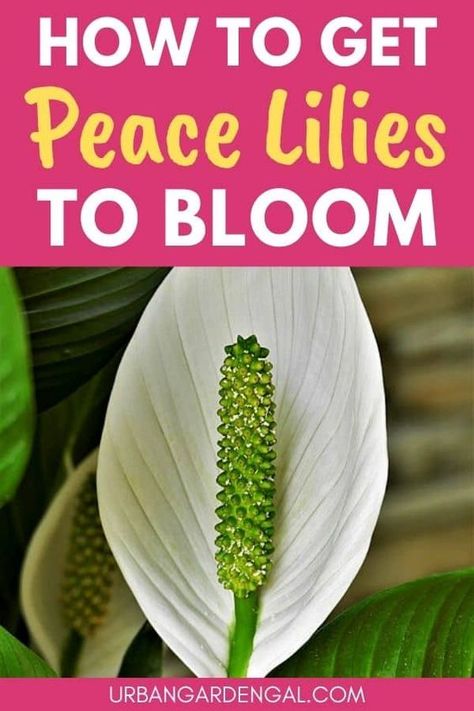 Peace Lily Plant Care, Lilly Plants, Peace Lily Flower, Peace Lily Care, Peace Plant, Lily Plant Care, Lily Care, Peace Lilies, Beautiful White Flowers