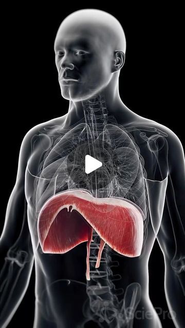 PhysioOsteoGram on Instagram: "The Diaphragm: Your Body’s Essential Breathing Muscle 🌬️   The diaphragm is a large, dome-shaped muscle located beneath the lungs, separating the chest cavity from the abdominal cavity. Its contraction and relaxation play a critical role in breathing—when you inhale, the diaphragm contracts and flattens, allowing your lungs to expand.   This essential muscle is vital for respiration, posture, and even speech!  Credit: @sciepro.official  #Diaphragm #RespiratorySystem #Anatomy #SciePro #BreathingHealth #science #medical #meded #sciart #medart #scicomm #pharma #medtech #doctor #3danimation #3dmodel #animation #unity3d #breathing #medstudent #anatomy #physiotherapy #osteopathy #fisioterapia #osteopatia" 3d Medical Animation Video, Diaphragm Anatomy, Abdominal Cavity, Hip Implants, Lung Anatomy, Medical Animation, 3d Product Animation, Animation Explainer Video, Product Animation