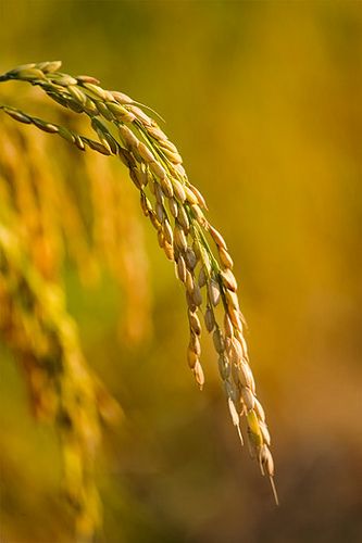 Ripe heads of rice by:Anthony Dunn Photography Rice Field Photography, Farming Land, Rice Flower, Photography Studio Background, Rice Grain, Fields Photography, Studio Background, Photo L, Flowers Nature