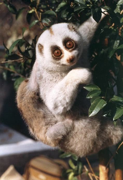 bengal slow loris Asian Animals, Slow Loris, Rare Species, Most Beautiful Animals, African Grey, Rare Animals, Animal Reference, Animal Species, Animal References