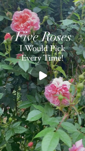 Katy Banks on Instagram: "The five roses I will always have in my garden:
🌱Colette
🌱Koko Loko
🌱Olivia Rose Austin
🌱Soeur Emmanuelle
🌱Julia Child
Each of these roses is special for a different reason.  Colette is the showstopper of my garden for her gorgeous, prolific blooms, Koko is my signature rose in my Coffee theme garden, Olivia is arguably my favorite rose, Souer Emmanuelle is a beautiful rose named after a beautiful person and Julia Child is the healthiest yellow rose and the rose I have the most of!  You can purchase all these roses at @heirloomroses using my promo code RoseLady24 for a 20% discount!  What are your top roses?  I’d love to hear!🌿🌹🌿
.
.
.
#rose #roselover #instarose #rosestagram #instagarden #rosesinmygarden #zone7b #zone7gardening #zone7 #cottagegardenstyle Olivia Rose Austin, Theme Garden, Olivia Rose, Coffee Theme, Planting Roses, Julia Child, Garden Theme, My Coffee, Beautiful Person