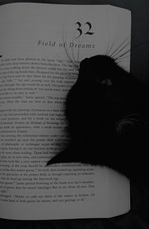 Wallpaper Gatos, Black Cat Aesthetic, Cat Dark, Modern Cat Tree, Slytherin Aesthetic, Cat Stands, Silly Cats Pictures, Book Wallpaper, Field Of Dreams