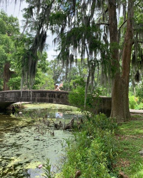 New Orleans Scenery, New Orleans Hotels Garden District, New Orleans Trees, Audubon Park New Orleans, New Orleans Park, New Orleans Things To Do In, New Orleans Swamp, New Orleans Aesthetic, Voodoo New Orleans