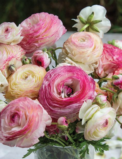 Ranunculus Asiaticus, Flower Shopping, Pink Ranunculus, Flower Varieties, White Ranunculus, Shade Flowers, Spring Bulbs, Shades Of White, Ranunculus