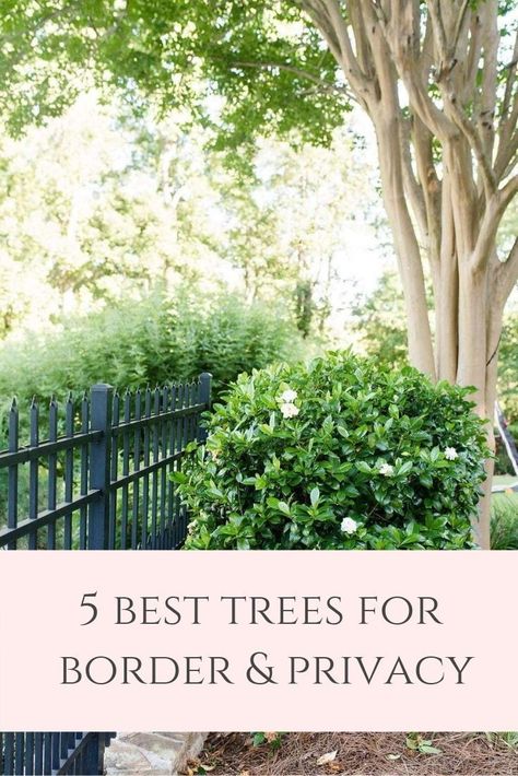 Privacy Trees Along Driveway, Privacy Trees Ideas, Best Trees And Shrubs For Privacy, Backyard Landscape Layout, Landscape Design Large Property, Modern Trees Landscape, Backyard Landscaping Border Ideas, Driveway Privacy Landscaping, Large Shrubs For Privacy