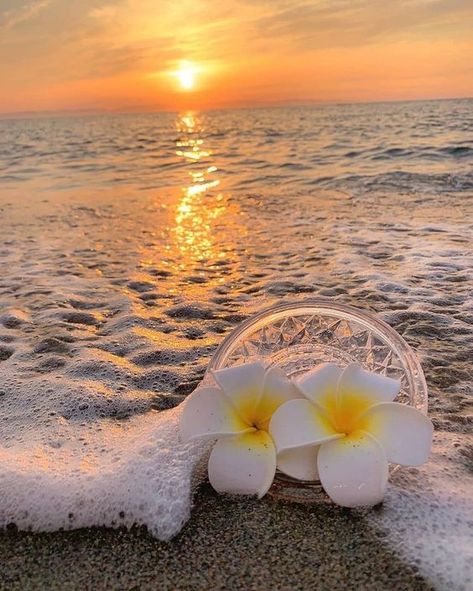 NADI on Twitter: "So beautiful...The sunrise on the beach!💫… " At The Beach, The Ocean, The Sun, The Beach, Gif, Sun, Twitter, Flowers, White