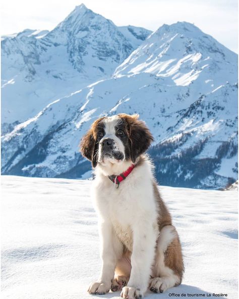 🇮🇹 ᴠᴀʟʟᴇ ᴅ'ᴀᴏsᴛᴀ ɴᴇʟ ᴄᴜoʀᴇ on Instagram: “A pile of fur that makes you infinitely dream ... on the snows of the Little Saint Bernard 📷 @larosiere1850 🇮🇹 Italy France 🇫🇷 #Montblanc…” Big Saint Bernard, Saint Bernard Photography, Saint Bernard Christmas Pictures, At Bernard Dog, St Bernard Christmas, Photography Snow, Popular Dog Breeds, Most Popular Dog Breeds, Dream On