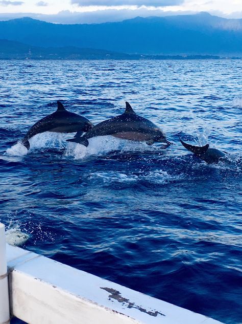 Lovina Dolphins .. Such an amazing experience ❤️ Bali Dolphins, Lovina Bali, Bali Holiday, Bali Holidays, Senior Trip, Private Island, Whales, Dolphins, Bali