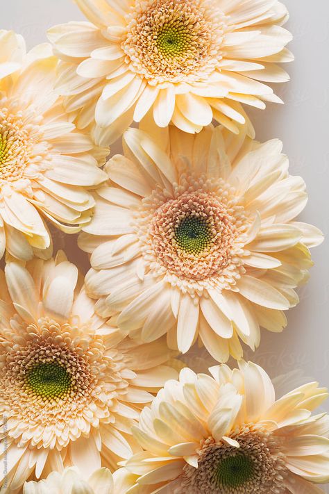 Floral Design Classes, Flower Varieties, Gerbera Flower, Flower Identification, Gerber Daisy, Gerbera Daisies, Pretty Nature, Gerber Daisies, Gerbera Daisy