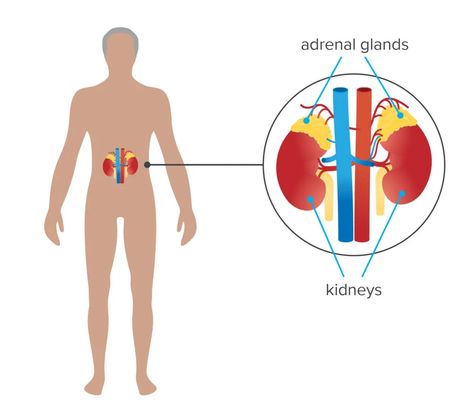 What is the importance of ADRENAL GLANDS in our body? Adrenal Gland, Adrenal Glands, Peace And Quiet, Body Balance, I Love A, Our Body, Love A, Health