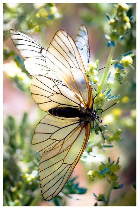 On The Wings Of Love, Papillon Butterfly, Moth Caterpillar, Beautiful Bugs, Arthropods, Black Butterfly, White Butterfly, Butterfly Garden, Butterfly Flowers