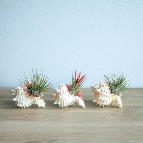 Tillandsia Terrarium, Seashell Creations, Air Plants Diy, Tillandsia Ionantha, Tropical Centerpieces, Air Plants Decor, Plant Display Ideas, Beach Craft, Shell Ideas