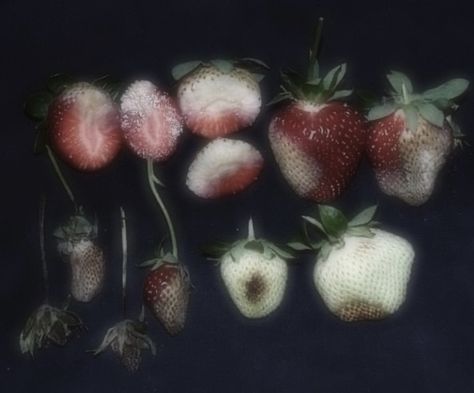 Rotting Art Reference, Sickly Sweet Aesthetic, Rotten Fruit Art, Rotten Fruit Painting, Rotten Fruit Aesthetic, Rotting Fruit Art, Rotting Strawberry, Rotten Pomegranate, Creepy Strawberry