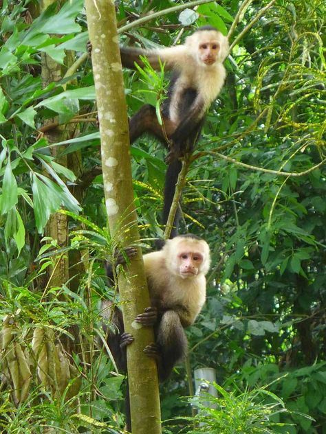 Manuel Antonio Costa Rica, Manuel Antonio National Park, First Girl, Plan Your Trip, Monkeys, Where To Go, Beautiful Beaches, Costa Rica, North America