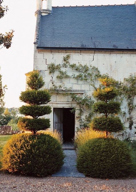 Edwardian Garden, Topiary Garden, Love Garden, French Garden, Topiaries, Country Gardening, Mellow Yellow, Hedges, Organic Gardening