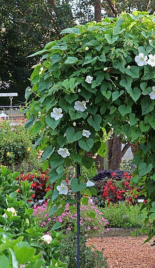 Moonflowers have heart shaped leaves. Moonflowers Aesthetic, Moon Flower Vine, Moon Flower Plant, Moon Gardening, Moonflower Vine, Vining Plants, Starting Seeds Indoors, Garden Vines, Cottage Garden Design