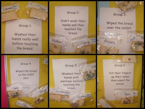 germs on bread: I like the way the experiments are arranged (but will pass on the toilet seat and nose picking ones) Bread Experiment Germs, Germ Experiment, Germs Lessons, Germs Activities, Nose Picking, Kid Experiments, Kids Science, Funny Science, Fair Projects