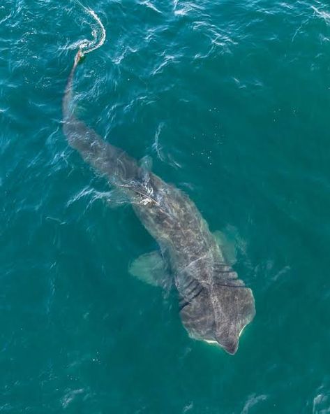 Aerial view of a sea serpent basking shark Basking Shark Wallpaper, Shark Photography, Wildlife Conservation Projects, Chris Lowe, Shark Craft, Basking Shark, Sea Shark, Shark Facts, Shark Photos