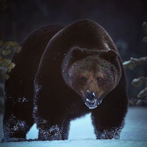 WildlivePlanet on Instagram: “brown bear. Photo by @npekonen #wildliveplanet” Bear Photo, Bear Tattoos, Animal Illustration Art, Bear Pictures, Candy Floss, Majestic Animals, Love Bear, Bear Art, Wild Nature