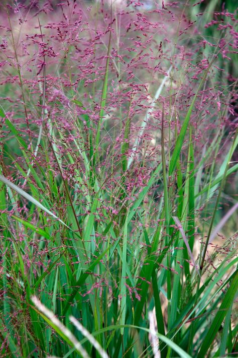 Gravel Garden Ideas, Mum Garden, Panicum Virgatum, Planting Combinations, Garden Grass, Gravel Garden, Wildflower Meadow, Grasses Garden, Shenandoah Valley