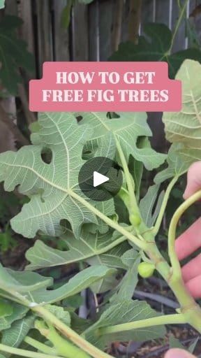 Green Figs Recipe, Fig Trees, Fig Recipes, Time Is Now, Plant A Tree, Fig Tree, Second Best, Gardening Ideas, A Tree