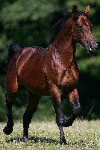 Cleveland Bay Ahal Teke, Cleveland Bay, Bay Stallion, Horse Running, Bay Horse, Akhal Teke, Most Beautiful Horses, Most Beautiful Animals, Majestic Horse