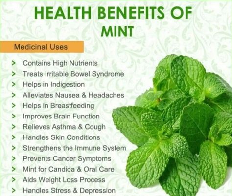 Mint Leaves Benefits, Mint Benefits, Purple Vegetables, Food Benefits, Herbal Remedies Recipes, Vegetable Benefits, Ayurvedic Healing, Food Health Benefits, Healthy Nuts