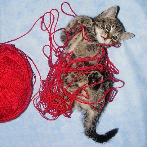 Sorry I can’t come to the phone… I’m all tied up. Crochet Sayings, Wheel Of Time, Nerd Love, Crazy Cat Lady, Crazy Cats, Cat Lady, Cat Memes, Favorite Books, Cats And Kittens