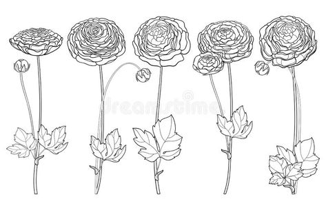 Ranunculus Tattoo Black, Buttercups Flowers Drawing, Runuculous Flower Tattoo, Ranunculus Line Drawing, Ranunculus Drawing Simple, Ranculus Flowers Tattoo, Ranaculus Tattoo, Ranunculus Flower Tattoo, Ranunculus Illustration