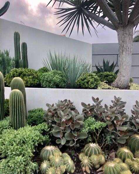 Palm Springs Garden Australia, Beach Landscaping, Outdoor Cactus, Palm Springs Garden, Pool Gardens, Kerb Appeal, Palm Garden, Jungle Life, Drought Tolerant Garden