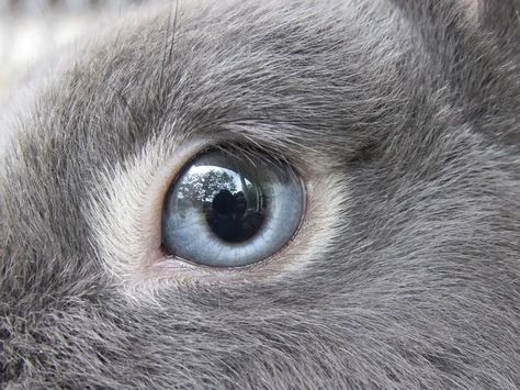 7 Types of Rabbit Eye Colors and Their Rarity (With Pictures) | Pet Keen Rabbit Eyes, Animated Rabbit, Dog Films, Bunny Sketches, Rabbit Pictures, Rabbit Colors, Bunny Images, Bunny Cages, Bunny Painting