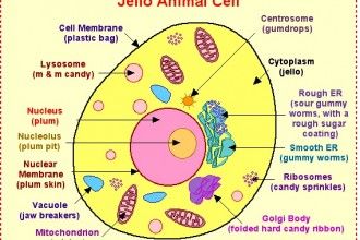 Parts Of Animal Cell , 5 Parts Of Cell Pictures In Cell Category Cells Diagram, Cell Project Ideas, Edible Cell Project, Edible Cell, Cell Model Project, Animal Cell Project, Cell Project, Cell Diagram, Classical Conversations Cycle 1