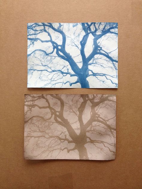 Toning Cyanotype Prints with Tea Tannins - Shadows and Light Toned Cyanotype, In Praise Of Shadows, Bleach And Tone, Cyanotype Process, Shadows And Light, Cyanotype Print, Sun Prints, Alternative Photography, Contact Print