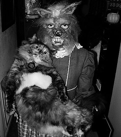 wolf_cat Vintage Bizarre, Werewolf Cat, Pet Lion, Vintage Halloween Photos, Creepy Kids, Creepy Vintage, Scary Cat, Horror Gifts, Creepy Decor