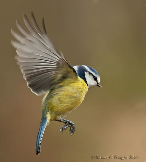 Blue Tit in Flight | Stuart Wright | Flickr Bird Landing, Birds Flying Photography, Bird Reference, Flying Birds, Bird Wings, Flying Bird, Animal Reference, Funny Birds, Animal References